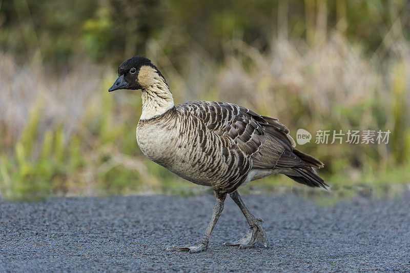 Nene，也被称为夏威夷鹅(Branta sandvicensis)是夏威夷群岛特有的一种鹅。Nene是夏威夷的官方鸟，它只在毛伊岛、考阿岛ʻi和夏威夷ʻi的野外被发现。夏威夷,H